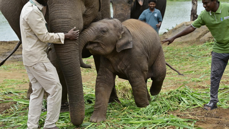 India to Japan Wildlife Exchange: Four Karnataka Elephants Fly Abroad!