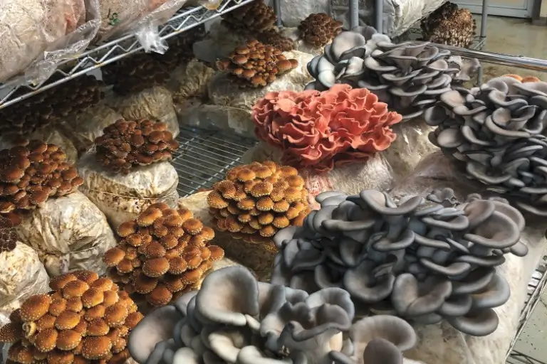 Mushroom