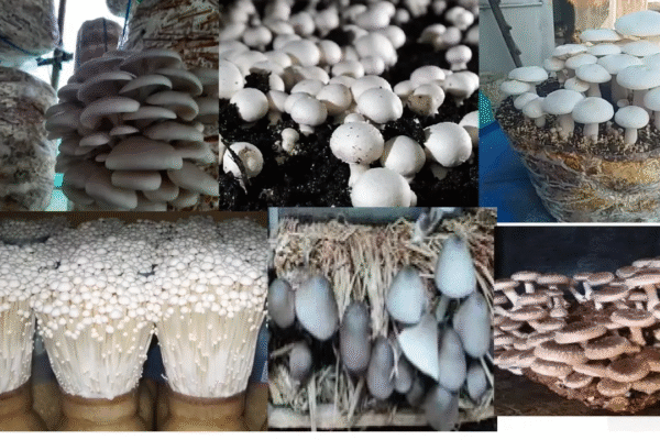 Mushroom Farming in Karnataka: The Next Big Agribusiness of 2025 Mushroom