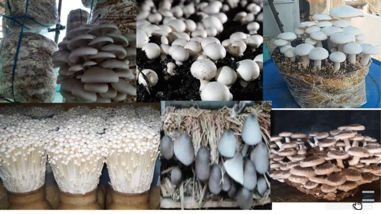 Mushroom Farming in Karnataka: The Next Big Agribusiness of 2025