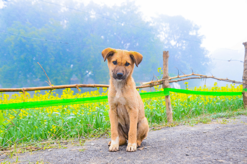 Street Dogs in India