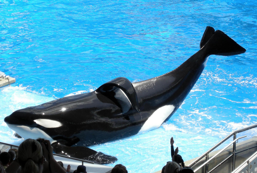 Dolphin Trainer Killed? The Truth Behind the Jessica Radcliffe Story
