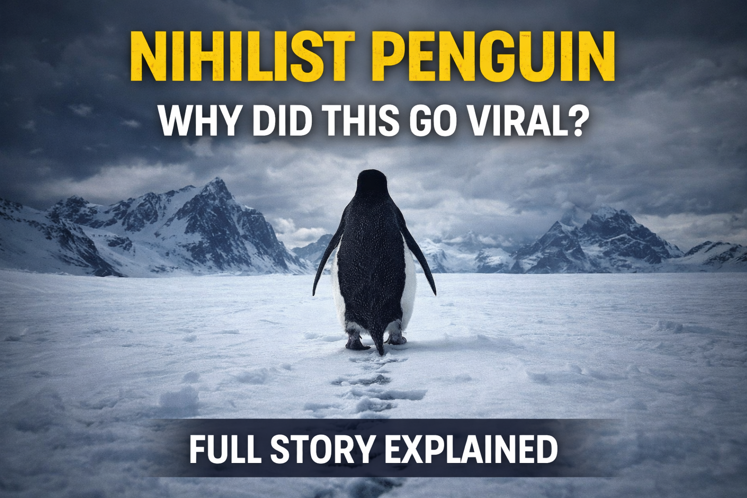 The Viral Penguin Story Explained: From 2007 Documentary to Internet Fame