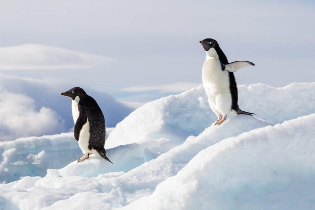 The Viral Penguin Story Explained: From 2007 Documentary to Internet Fame
